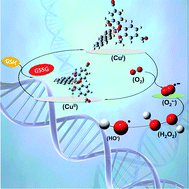 Graphical abstract: A vanillin-based copper(ii) metal complex with a DNA-mediated apoptotic activity