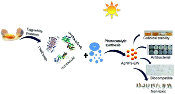 Graphical abstract: Retracted Article: Synthesis of non-toxic, biocompatible, and colloidal stable silver nanoparticle using egg-white protein as capping and reducing agents for sustainable antibacterial application