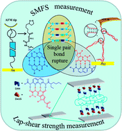 Graphical abstract: Probing the single pair rupture force of supramolecular quadruply hydrogen bonding modules by nano-adhesion measurement