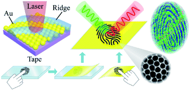 Graphical abstract: Surface-enhanced Raman spectroscopic identification in fingerprints based on adhesive Au nanofilm