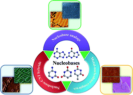 Graphical abstract: Surface modification and pattern formation by nucleobases and their coordination complexes