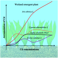 Graphical abstract: Cadmium tolerance and accumulation characteristics of wetland emergent plants under hydroponic conditions