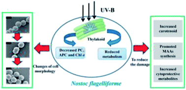 Graphical abstract: The physiological responses of terrestrial cyanobacterium Nostoc flagelliforme to different intensities of ultraviolet-B radiation