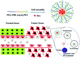 Graphical abstract: A DOX-loaded polymer micelle for effectively inhibiting cancer cells
