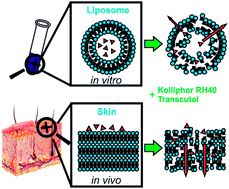 Graphical abstract: Stratum corneum lipid liposomes for investigating skin penetration enhancer effects