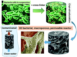 Graphical abstract: One-step formation of three-dimensional macroporous bacterial sponges as a novel approach for the preparation of bioreactors for bioremediation and green treatment of water