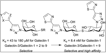 Graphical abstract: Aromatic heterocycle galectin-1 interactions for selective single-digit nM affinity ligands