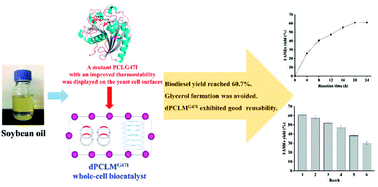 Graphical abstract: Development of a Pichia pastoris whole-cell biocatalyst with overexpression of mutant lipase I PCLG47I from Penicillium cyclopium for biodiesel production
