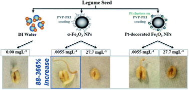 Graphical abstract: Enhanced legume root growth with pre-soaking in α-Fe2O3 nanoparticle fertilizer