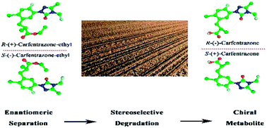 Graphical abstract: Stereoselective degradation behaviour of carfentrazone-ethyl and its metabolite carfentrazone in soils
