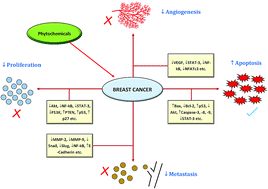 Graphical abstract: Mechanistic evaluation of phytochemicals in breast cancer remedy: current understanding and future perspectives