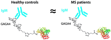 Graphical abstract: Evaluation of anti α-d-Glcp-(1→4)-α-d-Glcp (GAGA4) IgM antibodies as a biomarker for multiple sclerosis