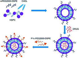 Graphical abstract: P1c peptide decorated liposome targeting αvβ3-expressing tumor cells in vitro and in vivo