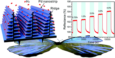 Graphical abstract: Integrating plasmonic nanostructures with natural photonic architectures in Pd-modified Morpho butterfly wings for sensitive hydrogen gas sensing