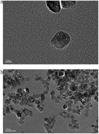 Graphical abstract: Adverse effect of nano-TiO2 on the marine macroalgae Gracilaria lemaneiformis (Gracilariales, Rhodophyta): growth and antioxidant activity