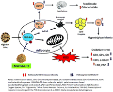 Graphical abstract: Low molecular weight galactomannans-based standardized fenugreek seed extract ameliorates high-fat diet-induced obesity in mice via modulation of FASn, IL-6, leptin, and TRIP-Br2