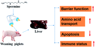 Graphical abstract: Effects of spermine on liver barrier function, amino acid transporters, immune status, and apoptosis in piglets