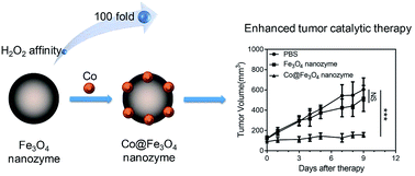Graphical abstract: A cobalt-doped iron oxide nanozyme as a highly active peroxidase for renal tumor catalytic therapy