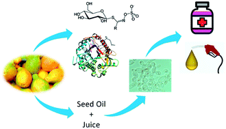 Graphical abstract: Valorization of papaya fruit waste through low-cost fractionation and microbial conversion of both juice and seed lipids
