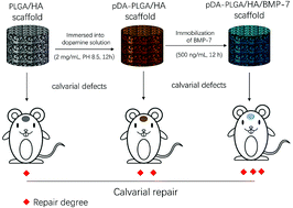 Graphical abstract: Recombinant human BMP-7 grafted poly(lactide-co-glycolide)/hydroxyapatite scaffolds via polydopamine for enhanced calvarial repair
