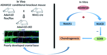 Graphical abstract: ADAM10 modulates SOX9 expression via N1ICD during chondrogenesis at the cranial base