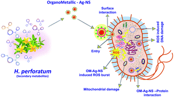 Graphical abstract: Retracted Article: Organometallic Ag nanostructures prepared using Hypericum perforatum extract are highly effective against multidrug-resistant bacteria