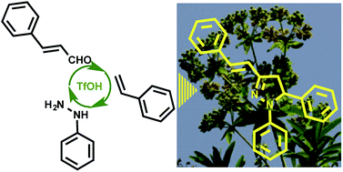Graphical abstract: TfOH mediated intermolecular electrocyclization for the synthesis of pyrazolines and its application in alkaloid synthesis