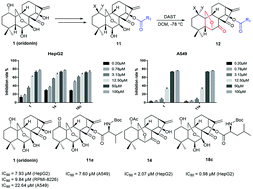 Graphical abstract: Structural modification of oridonin via DAST induced rearrangement