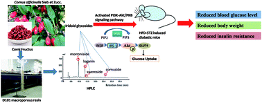 Graphical abstract: Hypoglycemic, hypolipidemic and antioxidant effects of iridoid glycosides extracted from Corni fructus: possible involvement of the PI3K–Akt/PKB signaling pathway