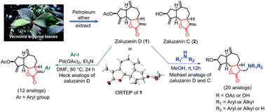 Graphical abstract: Synthesis and anticancer studies of Michael adducts and Heck arylation products of sesquiterpene lactones, zaluzanin D and zaluzanin C from Vernonia arborea