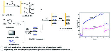 Graphical abstract: A novel surface plasmon resonance sensor based on a functionalized graphene oxide/molecular-imprinted polymer composite for chiral recognition of l-tryptophan