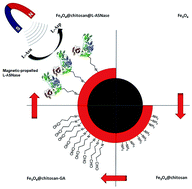 Graphical abstract: Magnetic-propelled Fe3O4–chitosan carriers enhance l-asparaginase catalytic activity: a promising strategy for enzyme immobilization