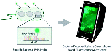 Graphical abstract: Identification of pathogenic bacteria in complex samples using a smartphone based fluorescence microscope