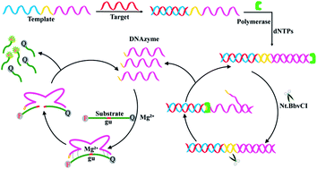Graphical abstract: A one-step fluorescent biosensing strategy for highly sensitive detection of HIV-related DNA based on strand displacement amplification and DNAzymes
