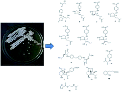 Graphical abstract: The streptazolin- and obscurolide-type metabolites from soil-derived Streptomyces alboniger YIM20533 and the mechanism of influence of γ-butyrolactone on the growth of Streptomyces by their non-enzymatic reaction biosynthesis