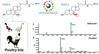 Graphical abstract: Co-immobilised 7α- and 7β-HSDH as recyclable biocatalyst: high-performance production of TUDCA from waste chicken bile