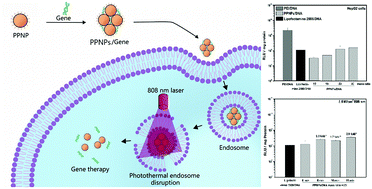 Graphical abstract: Polydopamine-based nanoparticles with excellent biocompatibility for photothermally enhanced gene delivery