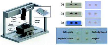 Graphical abstract: A disposable microcapsule array chip fabricated by ice printing combined with isothermal amplification for Salmonella DNA detection