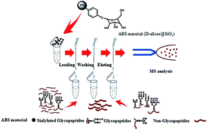 Graphical abstract: Selective enrichment of sialylated glycopeptides with a d-allose@SiO2 matrix