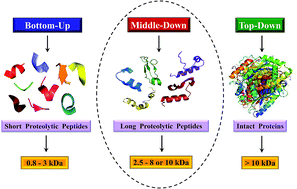 Graphical abstract: Middle-down approach: a choice to sequence and characterize proteins/proteomes by mass spectrometry