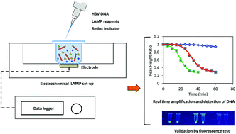 Graphical abstract: Development of a portable electrochemical loop mediated isothermal amplification (LAMP) device for detection of hepatitis B virus