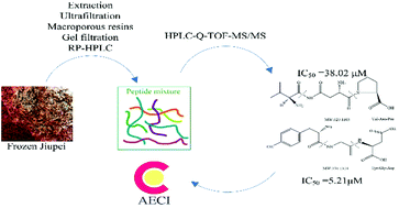 Graphical abstract: Isolation and evaluation of two angiotensin-I-converting enzyme inhibitory peptides from fermented grains (Jiupei) used in Chinese Baijiu production