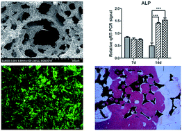 Graphical abstract: In vitro and in vivo evaluations of mechanical properties, biocompatibility and osteogenic ability of sintered porous titanium alloy implant