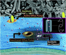 Graphical abstract: Synthetic ionophores as non-resistant antibiotic adjuvants
