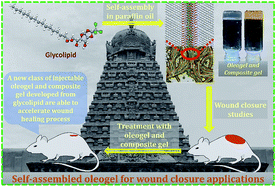 Graphical abstract: Enzymatic synthesis and self-assembly of glycolipids: robust self-healing and wound closure performance of assembled soft materials