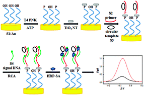 Graphical abstract: A sensitive electrochemical assay for T4 polynucleotide kinase activity based on titanium dioxide nanotubes and a rolling circle amplification strategy