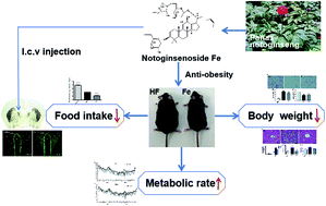 Graphical abstract: Notoginsenoside Fe suppresses diet induced obesity and activates paraventricular hypothalamic neurons