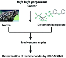 Graphical abstract: Effect of exposure to deltamethrin on the bufadienolide profiles in Bufo bufo gargarizans venom determined by ultra-performance liquid chromatography-triple quadrupole mass spectrometry
