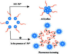 Graphical abstract: A highly sensitive and selective fluorescent probe without quencher for detection of Pb2+ ions based on aggregation-caused quenching phenomenon