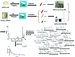 Graphical abstract: Pharmacokinetic profile and metabolite identification of bornyl caffeate and caffeic acid in rats by high performance liquid chromatography coupled with mass spectrometry